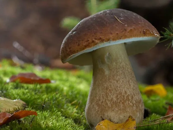 Sortie connaitre et reconnaitre les champignons