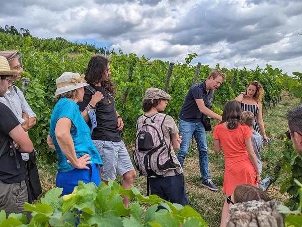 Balades dans les vignes & dégustation
