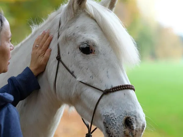 Equicoaching