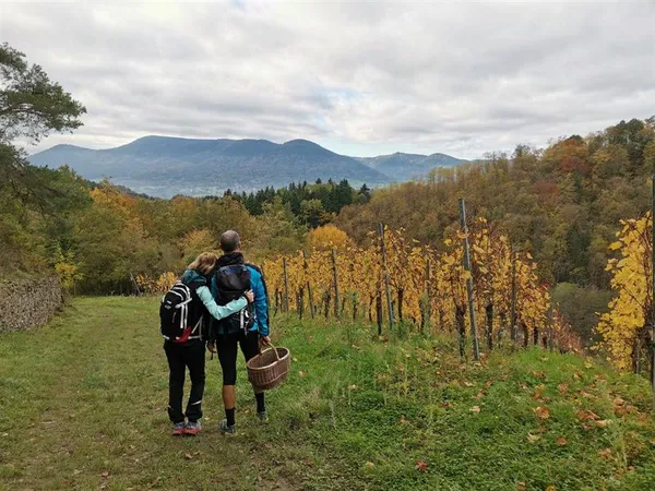 Visite guidée du vignoble d'Albé et dégustation de vins