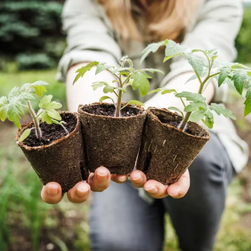 Troc de plantes  