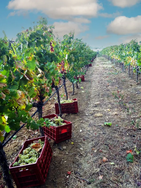Journée immersive vigneron.ne