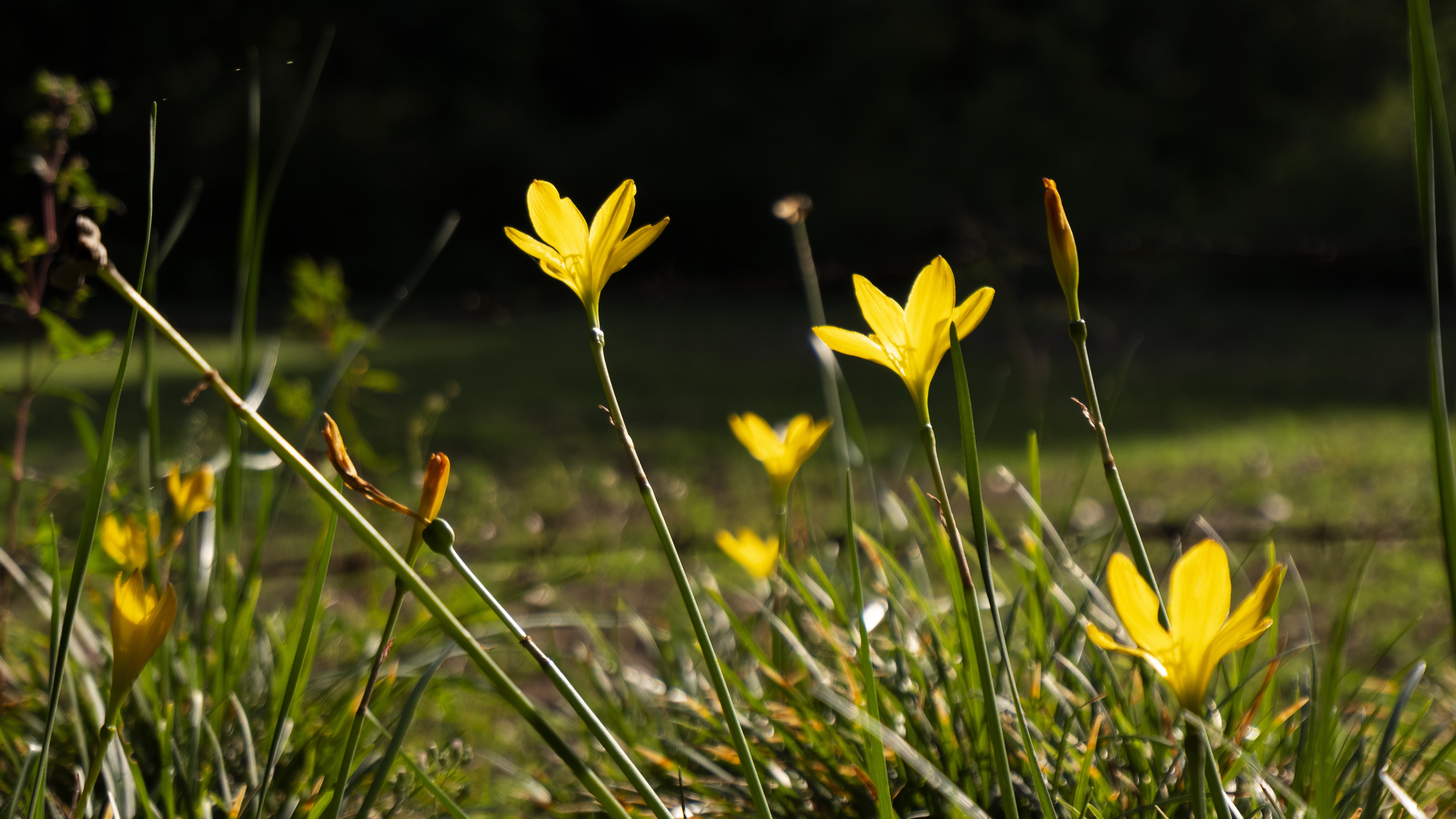 Sortie nature : Plantes sauvages et leurs vertus oubliées