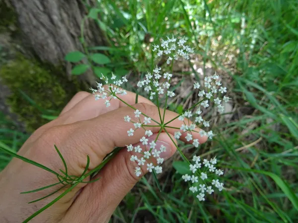 RDV Biotrésors : Balade gourmande plantes sauvages et comestibles