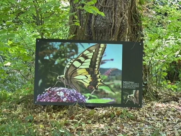 Fantastiques insectes !