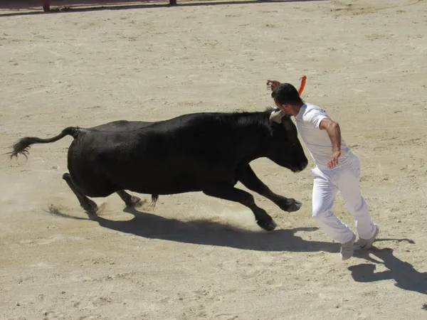Trophée Camargue Médical - Course Camarguaise - 3e journée