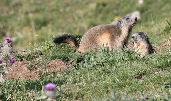 À la rencontre des marmottes des Monts d’Ardèche