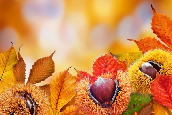 Fête de l'automne à la bibliothèque