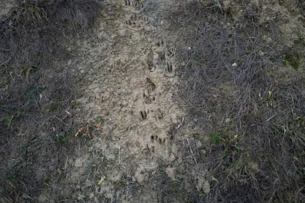 Animation nature - Traces et indices de mammifères