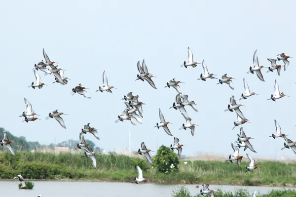 Sortie spéciale oiseaux à la station de lagunage de Rochefort
