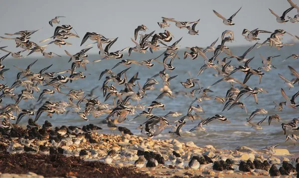 Point d'observation des oiseaux - le Goisil