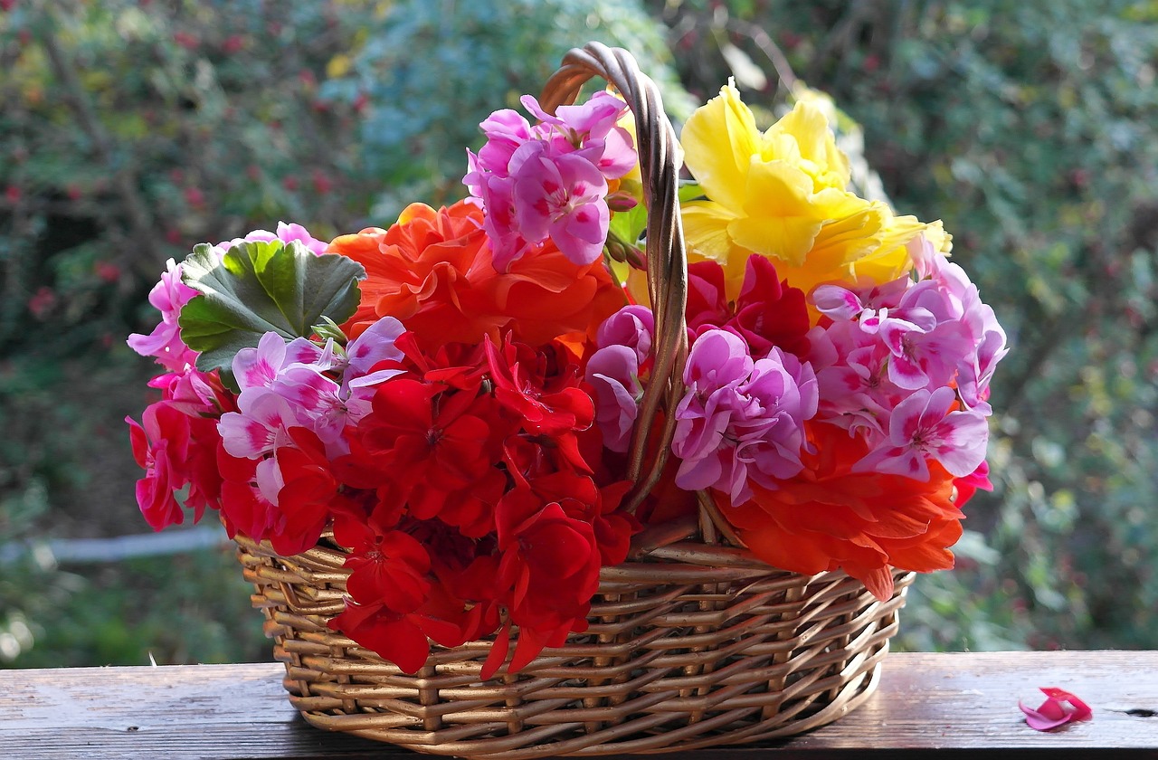 Vente de plants de fleurs