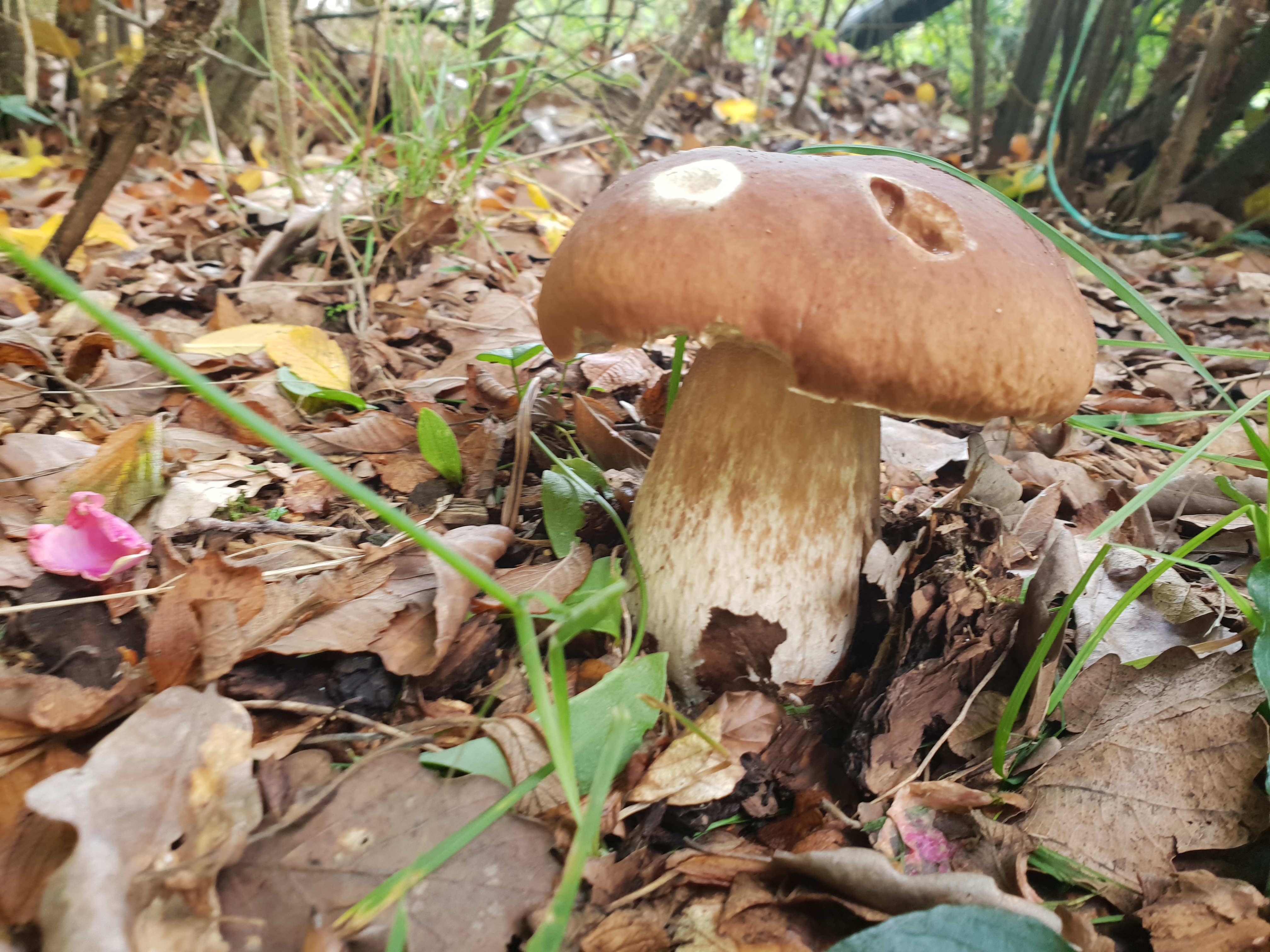 Annulé le 27/09 - Report possible - Balade cueillette champignons - L'Automnal gourmand/Fête de la Science