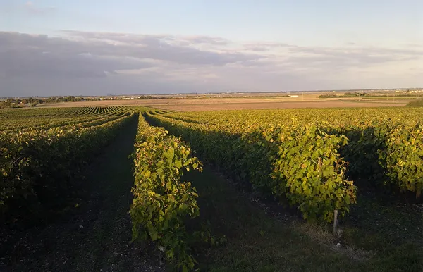 Visite du domaine viticole - Domaine des Claires