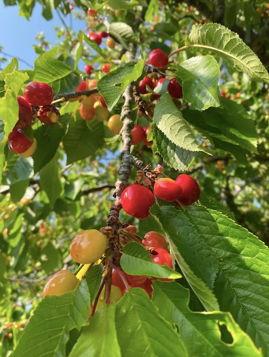 Visite du domaine viticole - Domaine de Pommier