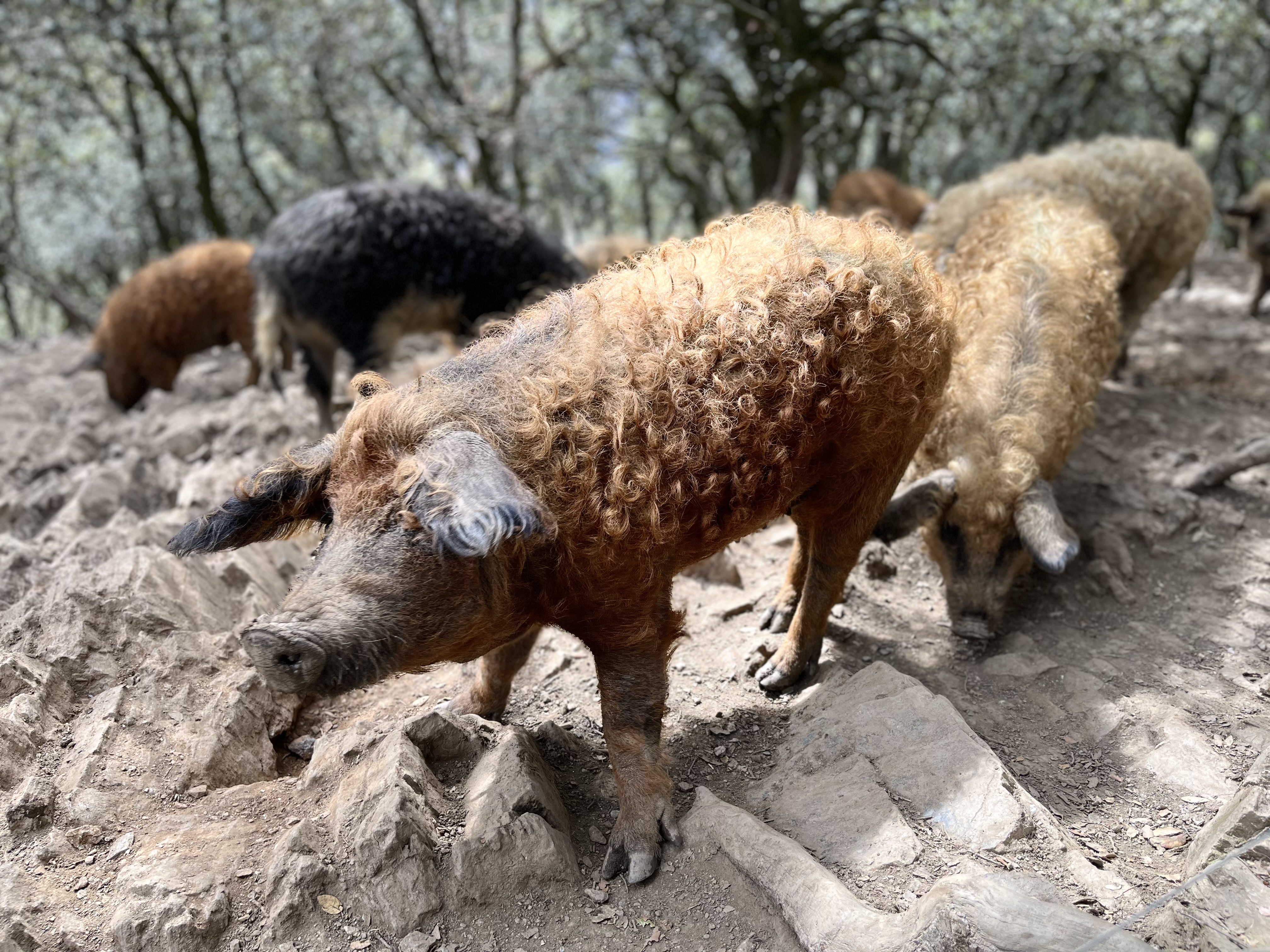 Les Secrets de la Ferme : Astrid Barthomeuf
