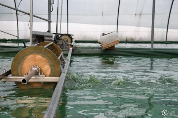 Visite de la ferme Spiruline La Craquante
