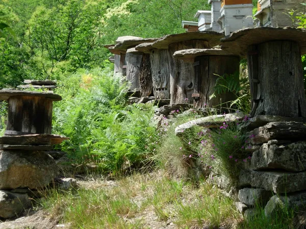 Visite guidée du rucher Sully Villard