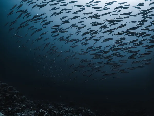 SOUS LA SURFACE - Photographies sous-marine