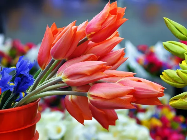 Marché aux fleurs Chave