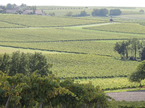 Visite d'une propriété viticole - Cognac Barbot-Marcadier