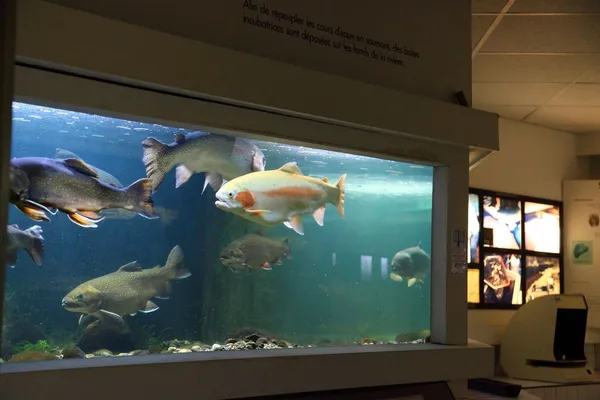 Visite guidée de l'Aquarium Maison du Saumon