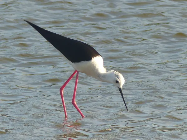 Oiseaux et nature des marais d'Ars
