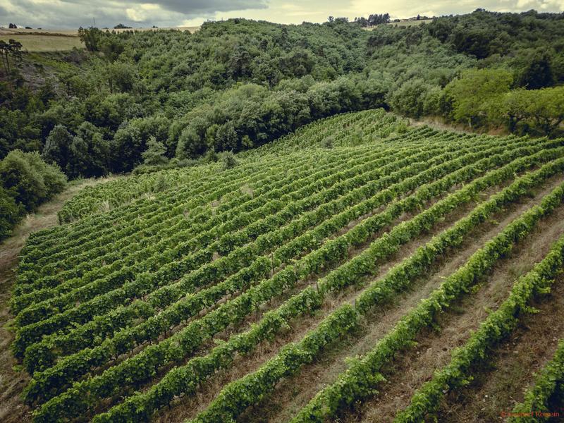 Rando wine (Camp. L' Oasis/ Les Bardes)