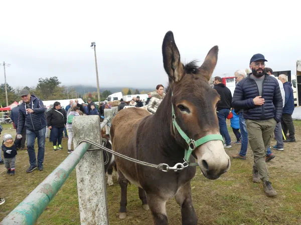 Foire du 11 Novembre "dite Foire aux Anes"