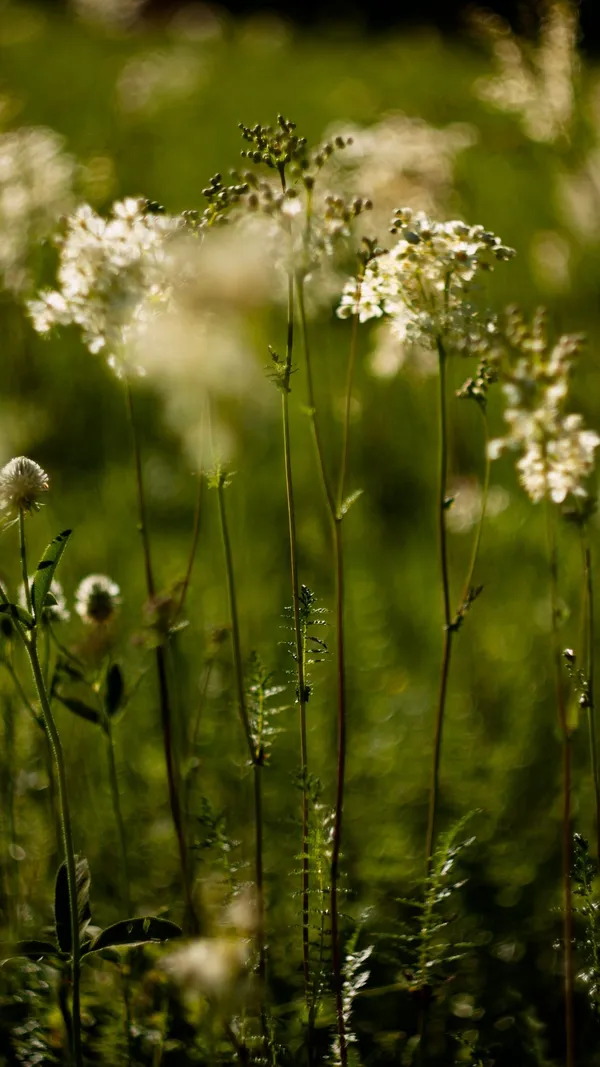 Les Mardis Plantes & Santé - Les Échappées Estivales®
