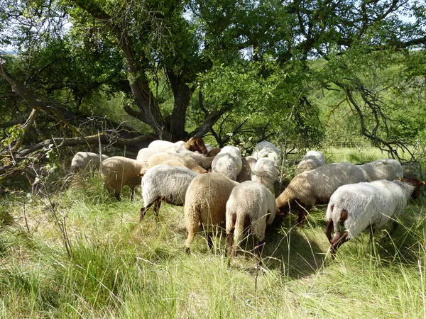 Les moutons de la réserve : du pâturage à la laine