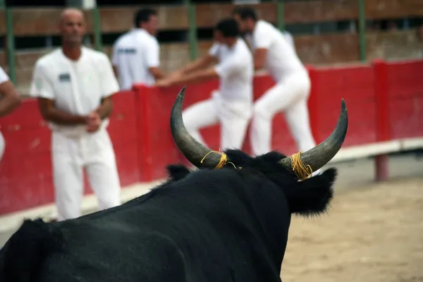 Fête votive de Le Cailar