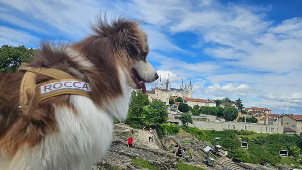 Le village du chien à Lyon