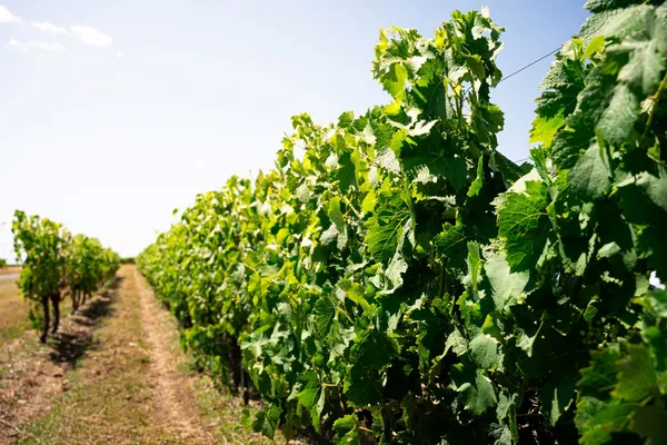 Bourgoin Cognac - Visite guidée avec pique-nique dans les vignes
