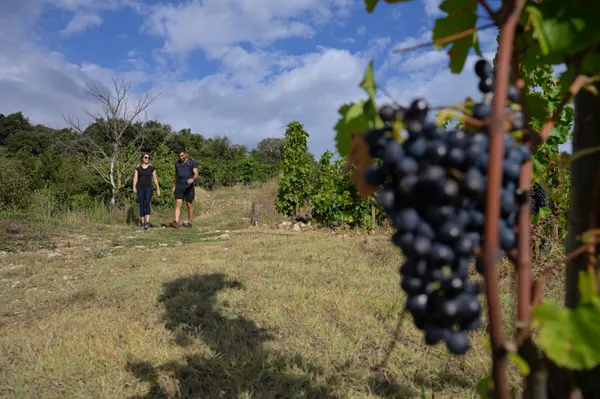 Balade commentée sur les transformations contemporaines du vignoble de Cornas