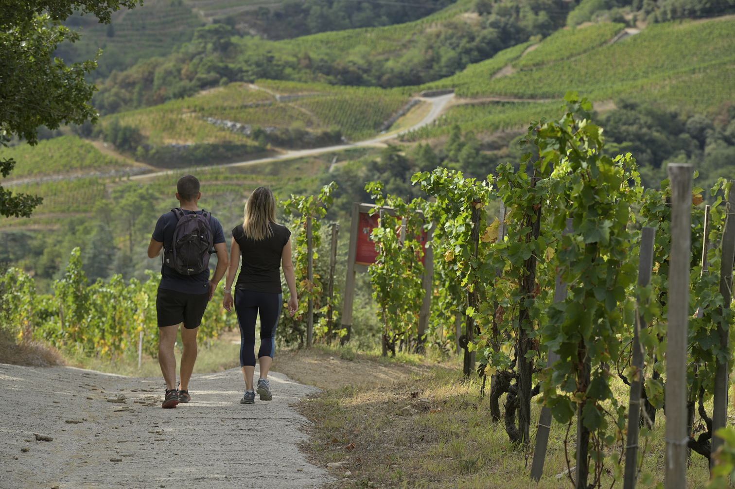 29ème randonnée pédestre de la Fête des Vins