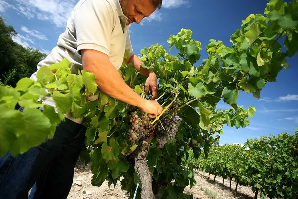 Salon des Vins et des Vignerons Indépendants