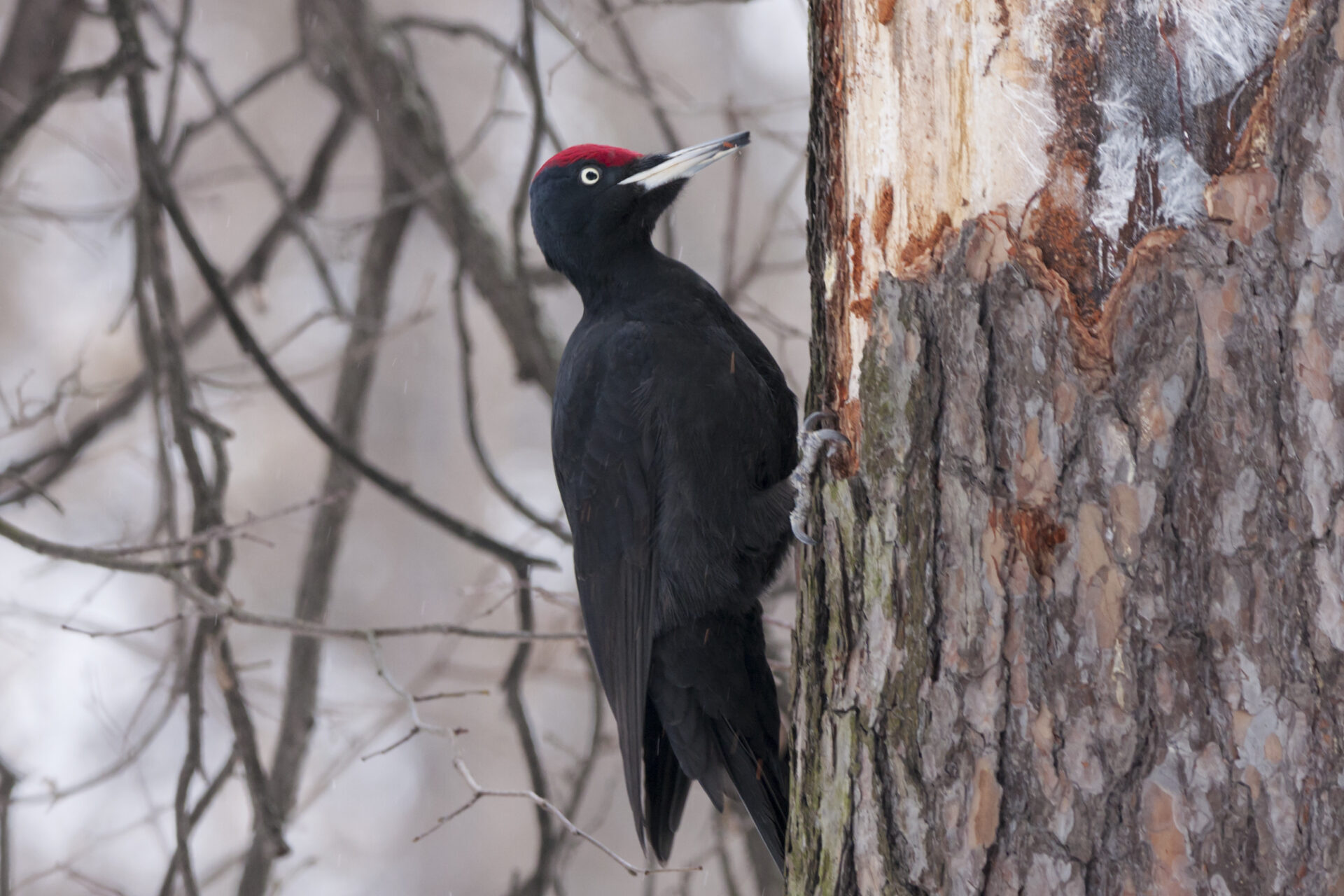 RDV Biotrésors : Les oiseaux des forêts du Tanargue