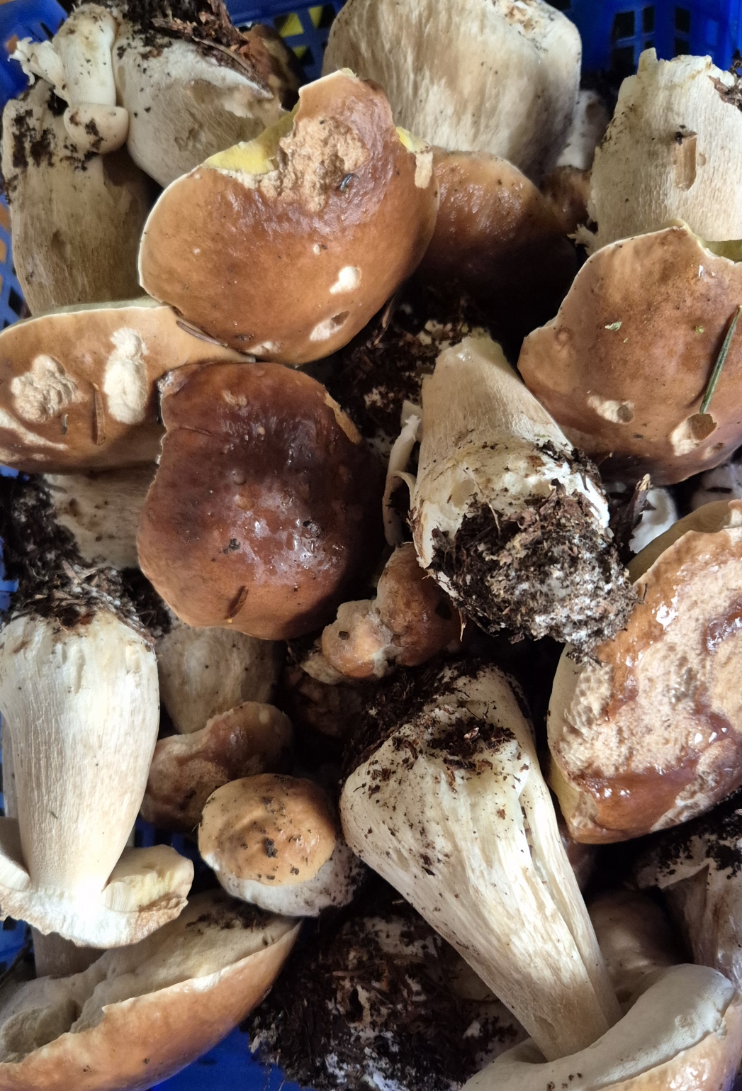 Foire aux champignons de La Chaise-Dieu