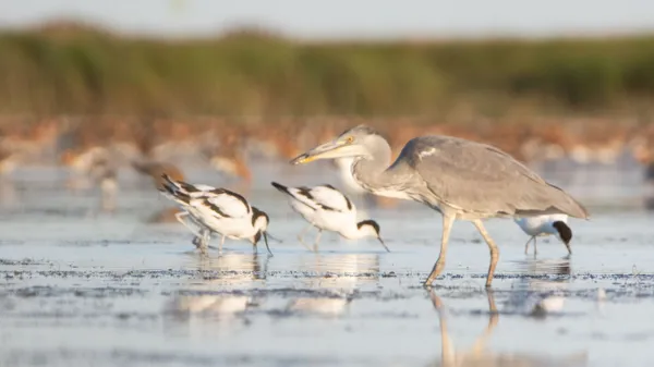 "Les oiseaux de la baie d'Yves"