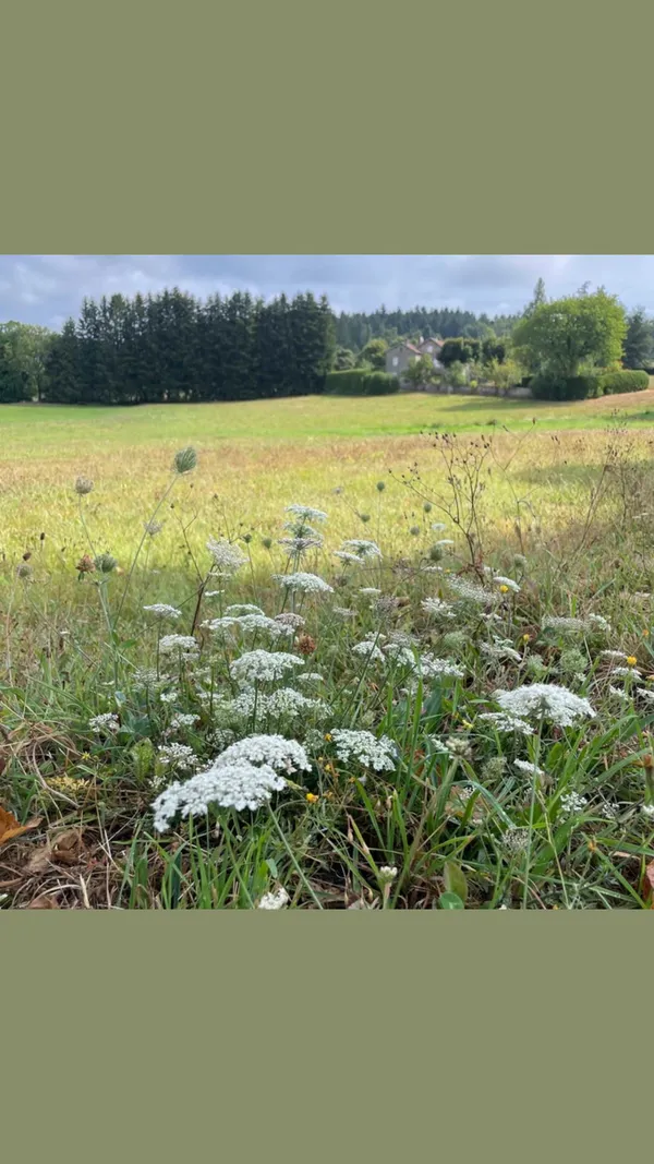 Balade botanique : Les médicinales en Haute Ardèche