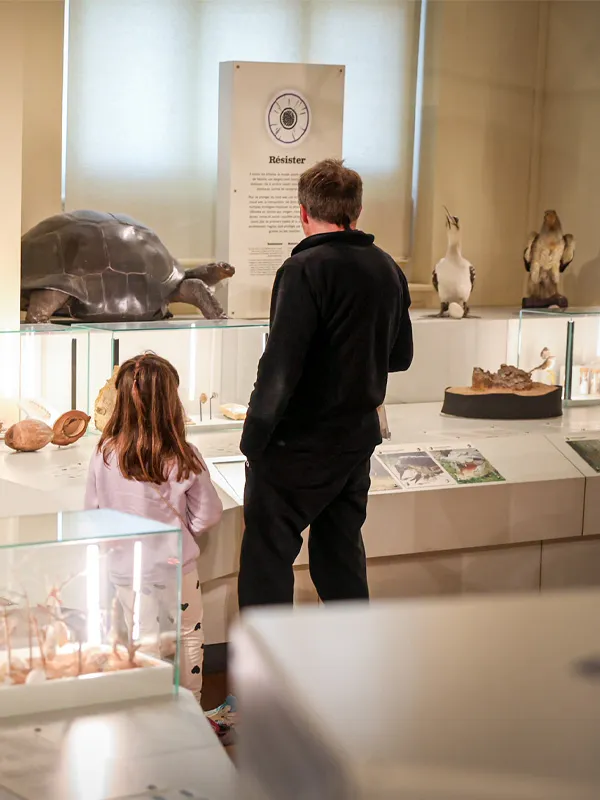 Collection permanente du Muséum d'Histoire Naturelle de Marseille - "Terre d’évolution"