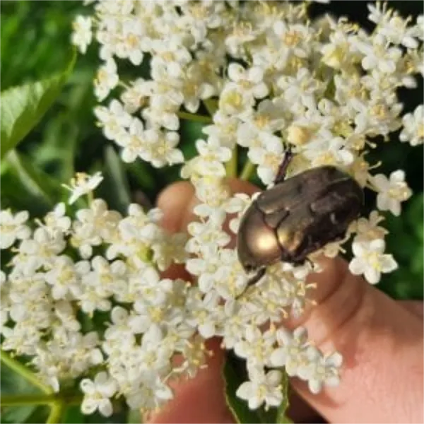 Plantes sauvages, insectes & jeux buissonniers - Discover plants, insects & bushcraft games