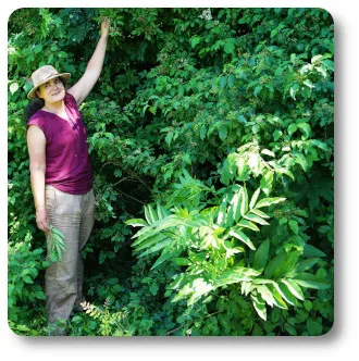week-end "découverte des plantes sauvages comestibles et médicinales"