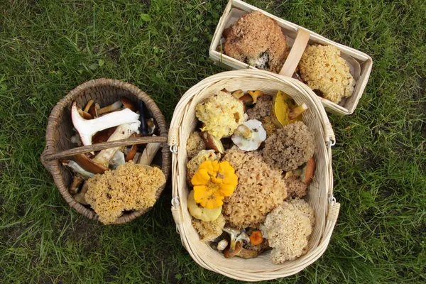 Les champignons de l'Emblavez : balades, exposition & conférences