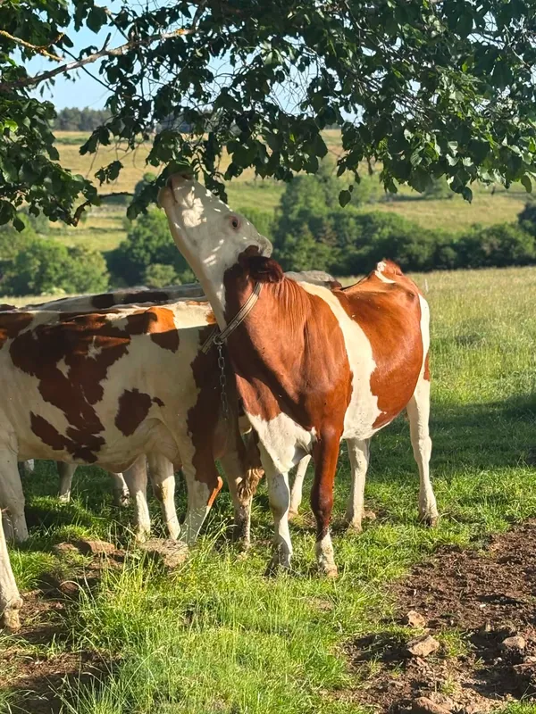 Semaine gourmande : L'instant paysan et gourmand