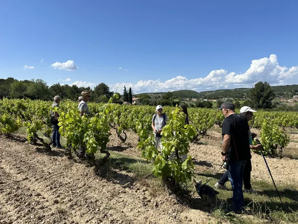 Balade vigneronne au coeur des vignes