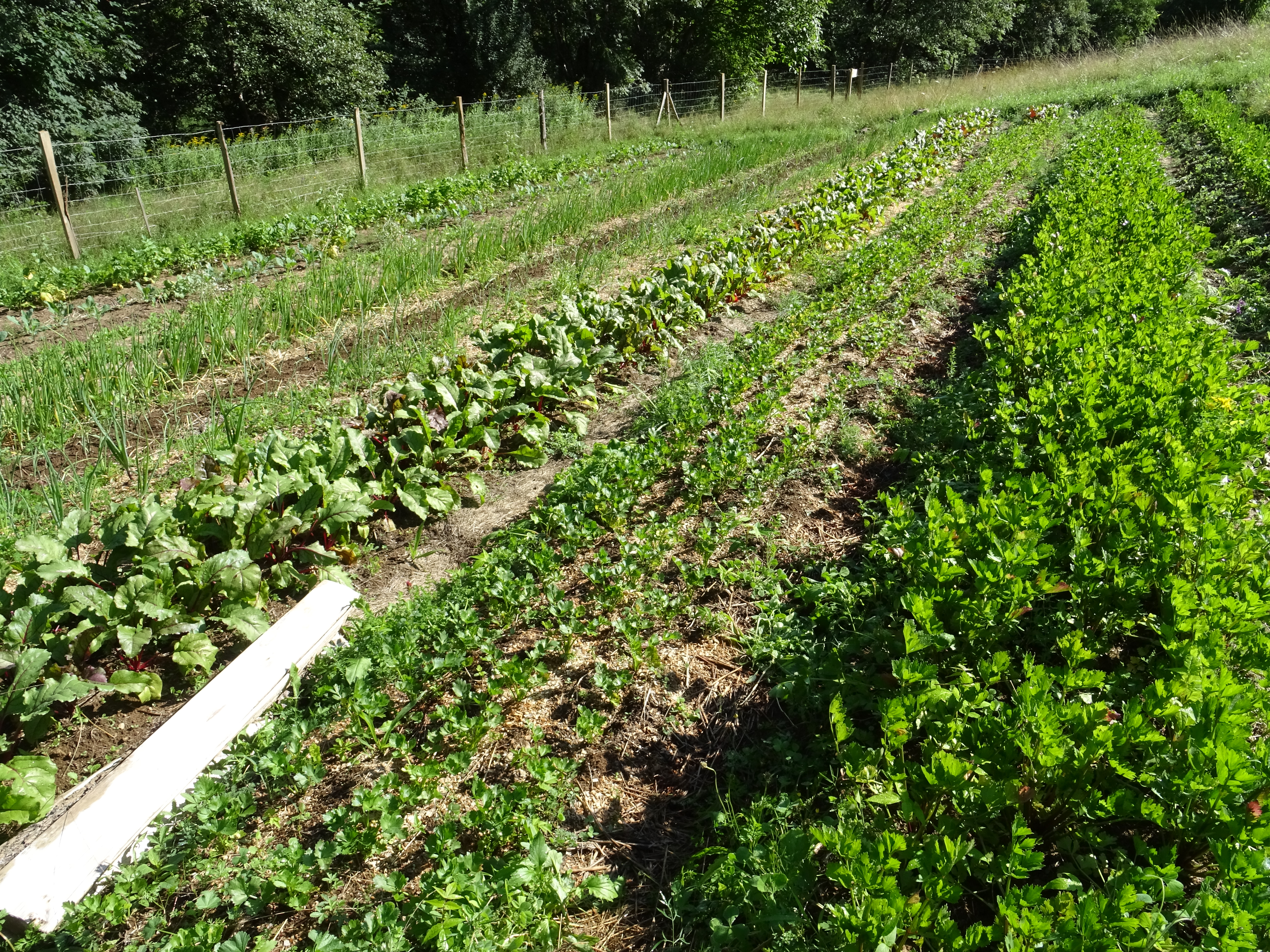 Visite du Potager de Mandé - De Ferme en Ferme