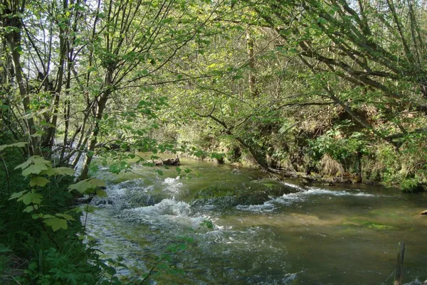 La rivière et le marais