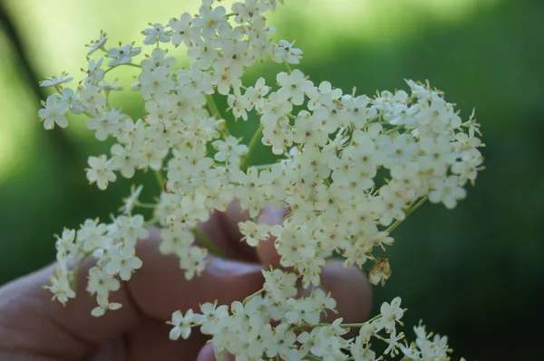 Balade plantes comestibles